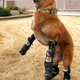 Illustration for article titled This dog has four prosthetic legs and oh my god my heart just imploded